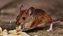 24 Hour & Emergency Exterminators in Woodford, VT